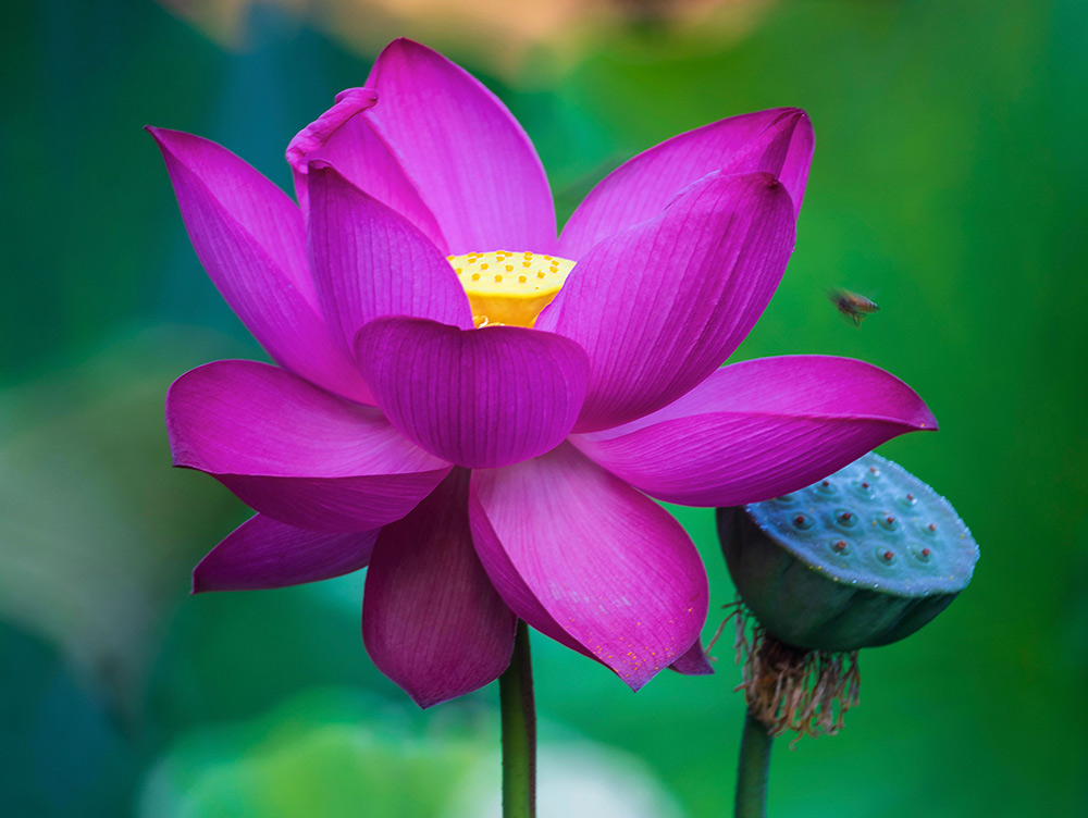 lotus